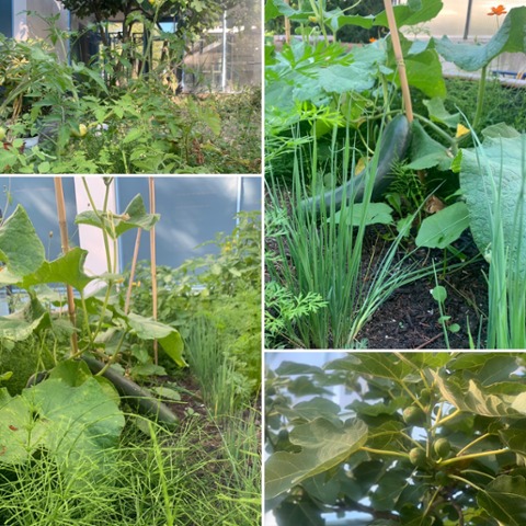 Moestuinclub