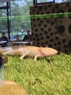 Bijzondere dieren